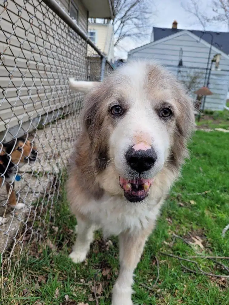 hero-great-Pyrenees-for-adoption-Ohio