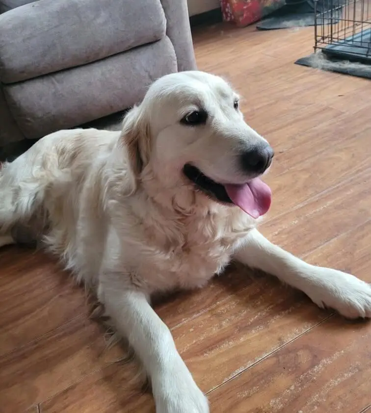 noelle-a-golden-retriever-for-adoption-Ohio-Michigan-Indiana