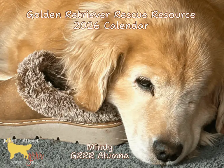 golden-retriever-calendar-2026