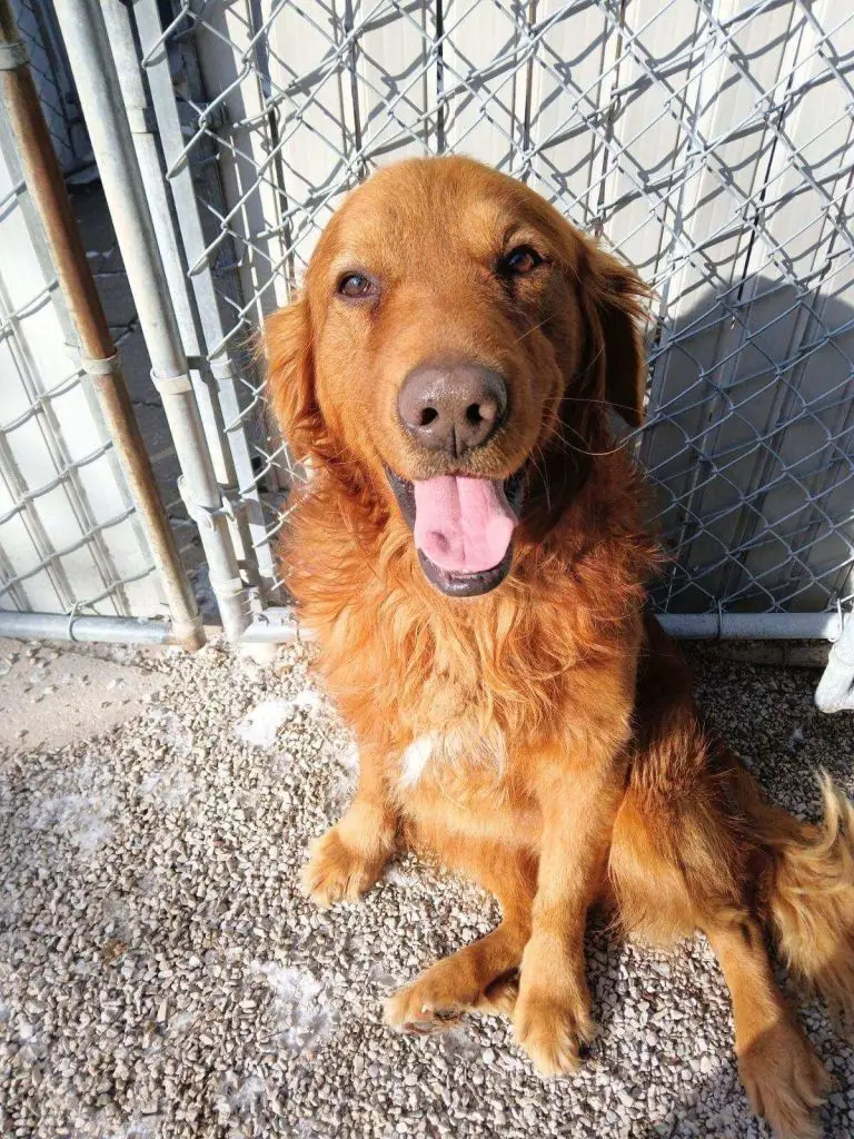 buck-golden-retriever-for-adoption
