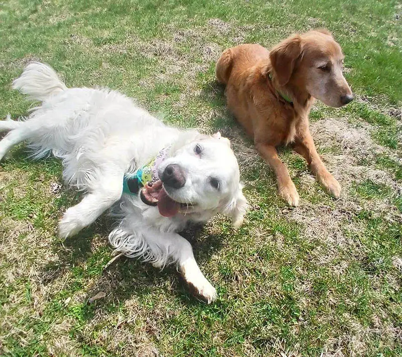 sweetie-golden-retrievers-for-adoption