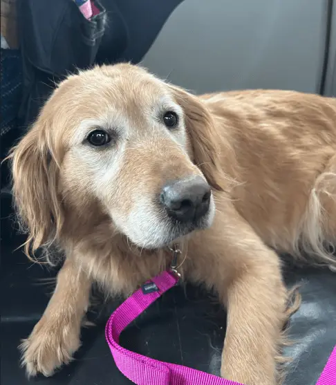 sandy-golden-retriever-for-adoption
