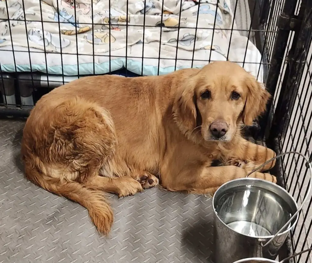 cupid-golden-retriever-for-adoption