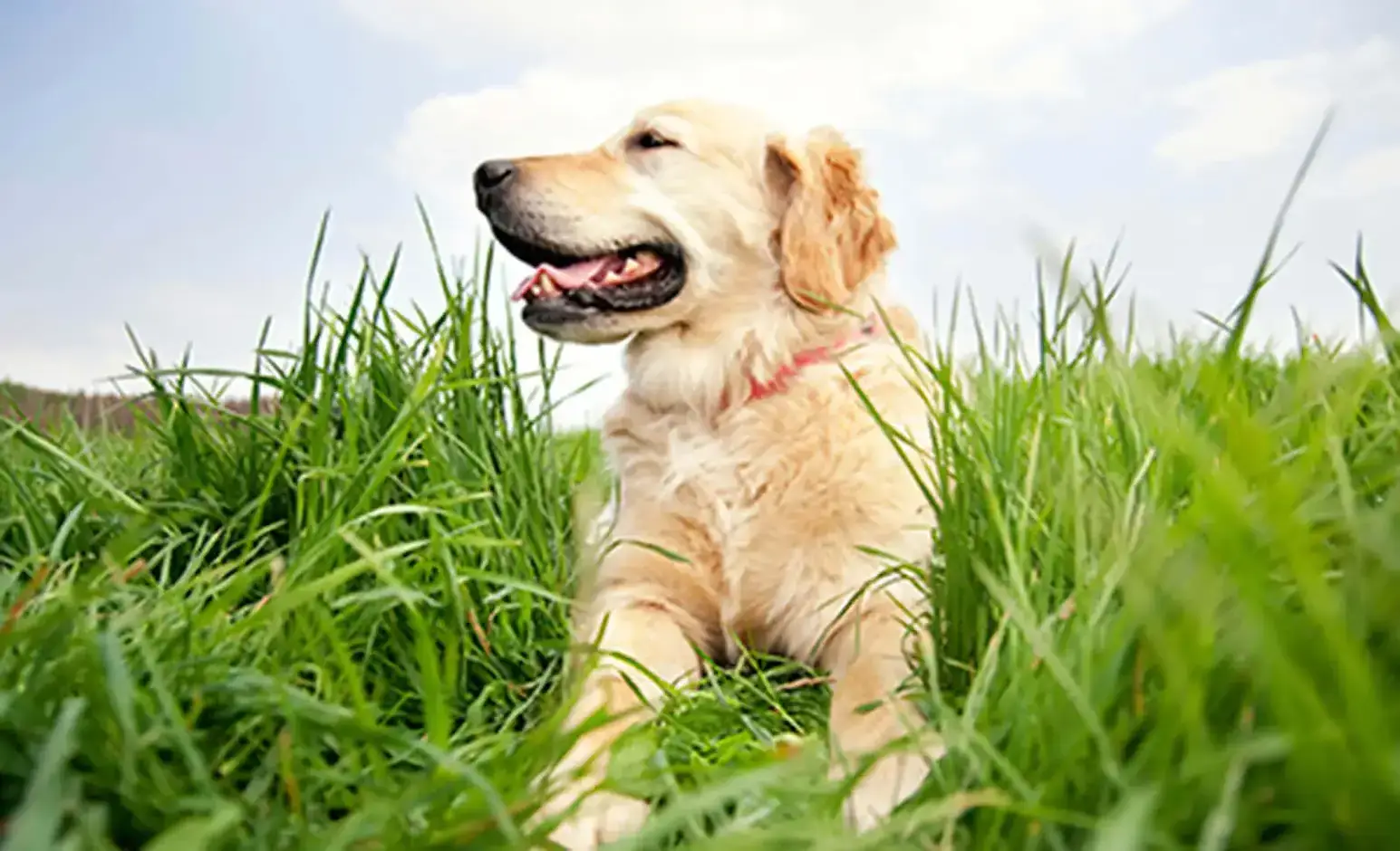 adopt-a-golden-retriever