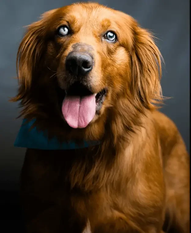 chief-golden-retriever-for-adoption