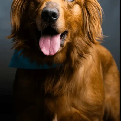 Chief
