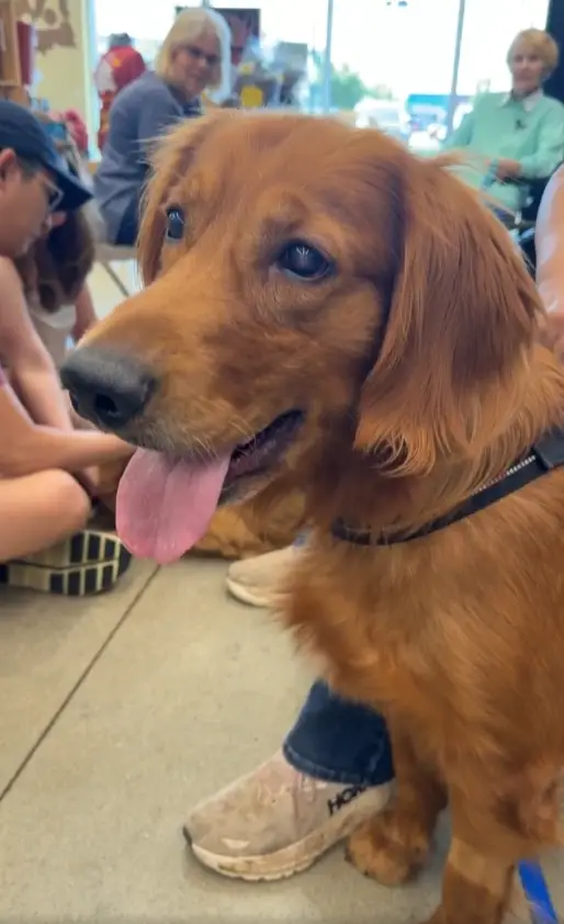 chief_golden_retriever_for_adoption_2