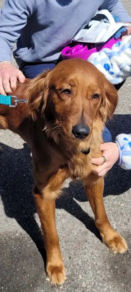 moon-golden-retriever-for-adoption