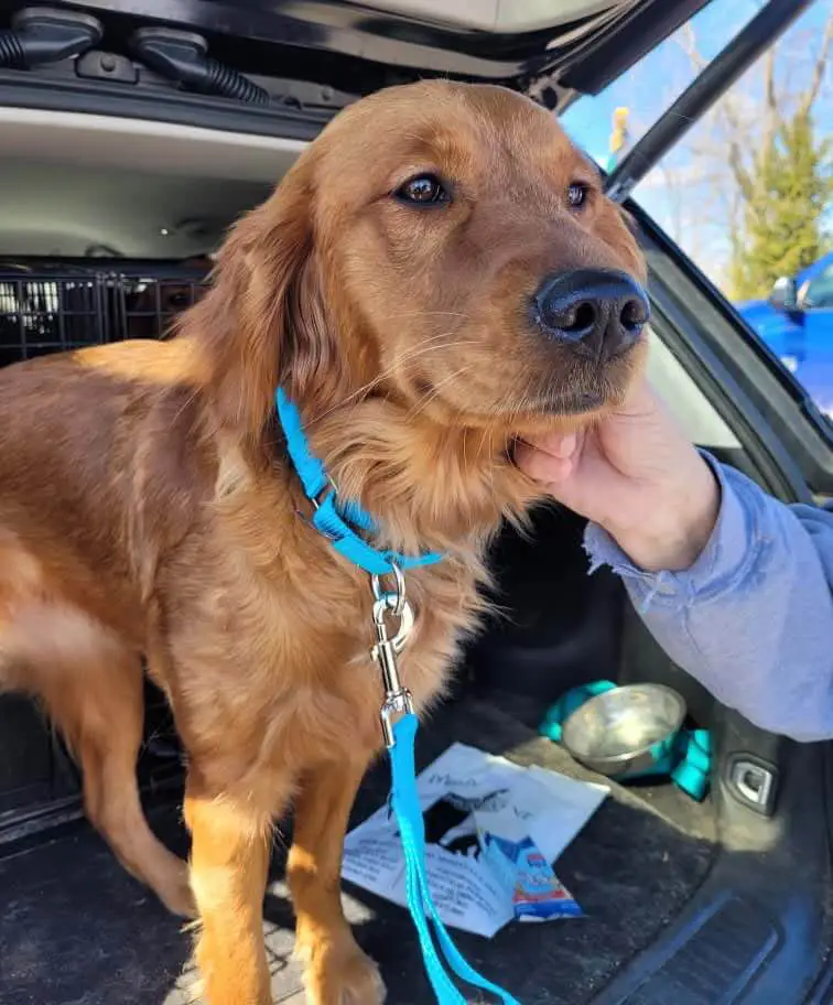 rosie-golden-retriever-for-adoption