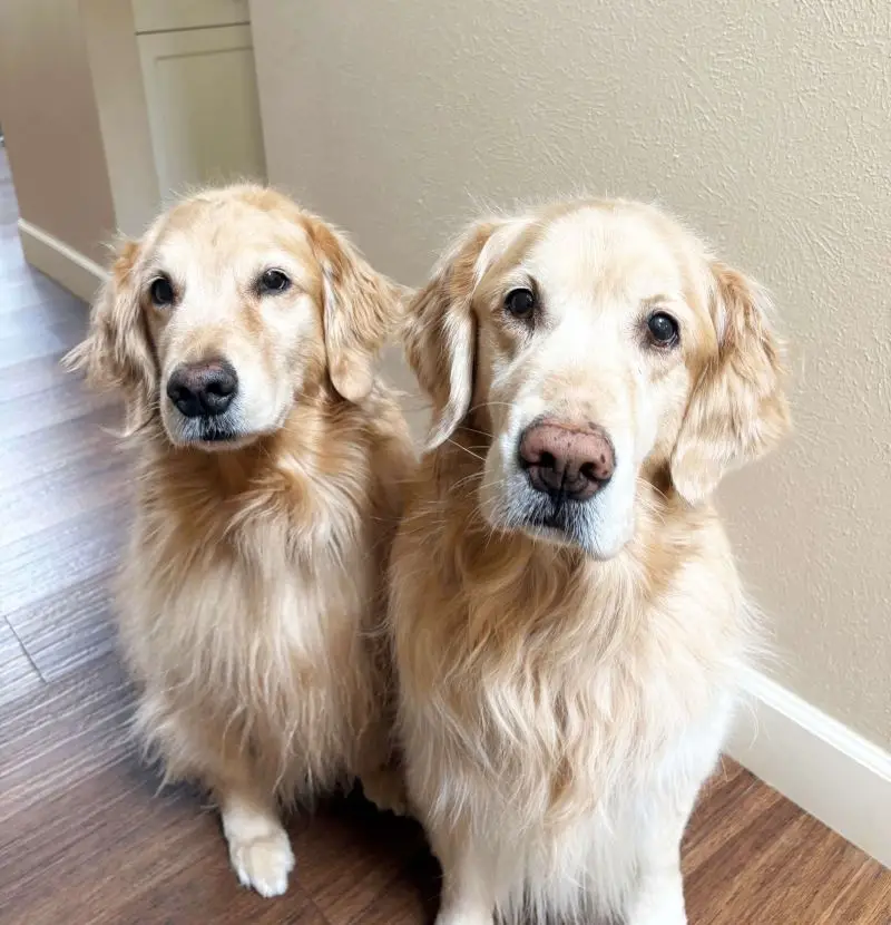 sue-mcclay-treasurer-golden-retriever-rescue-resource