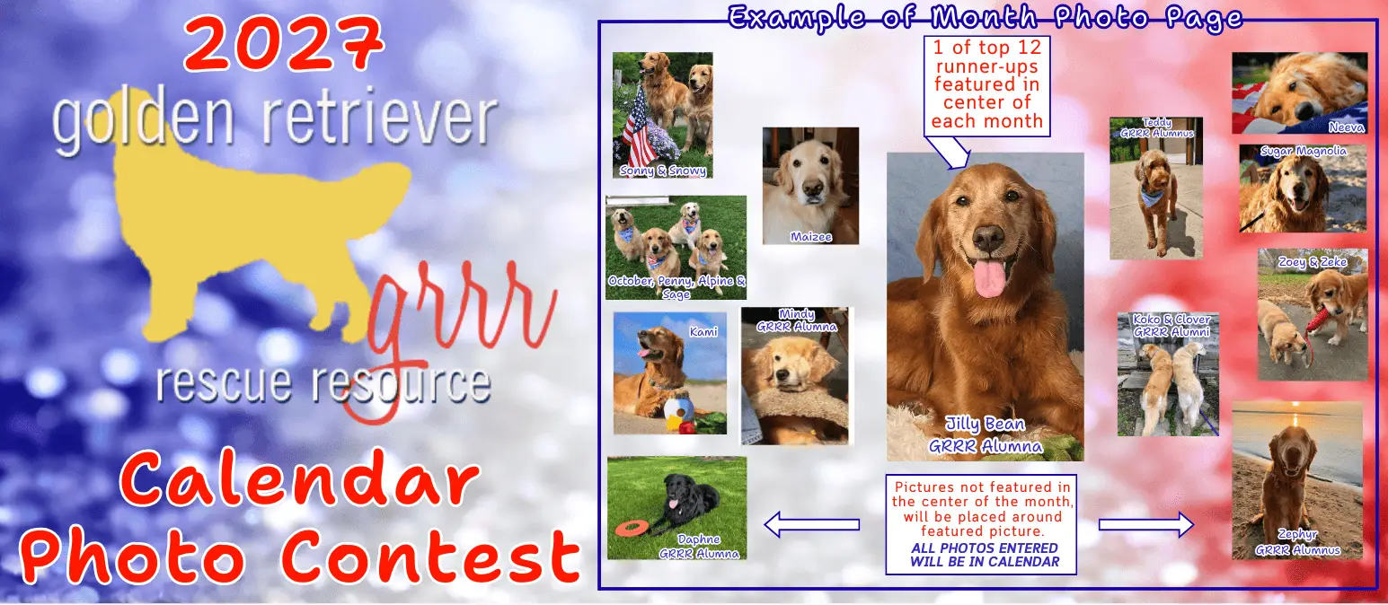 enter-golden-retriever-calendar-contest-here.