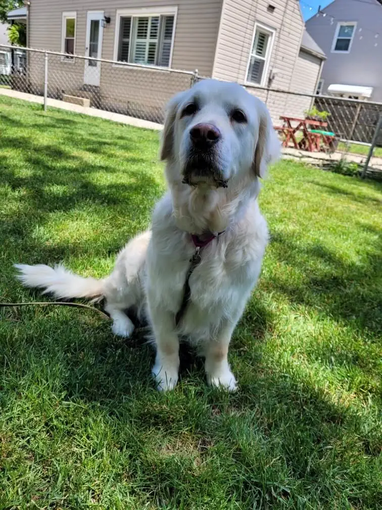 gypsie-golden-retriever-for-adoption