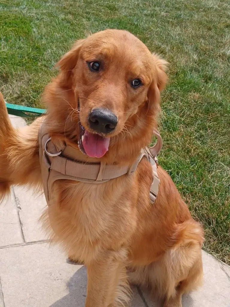 goose-golden-retriever-for-adoption