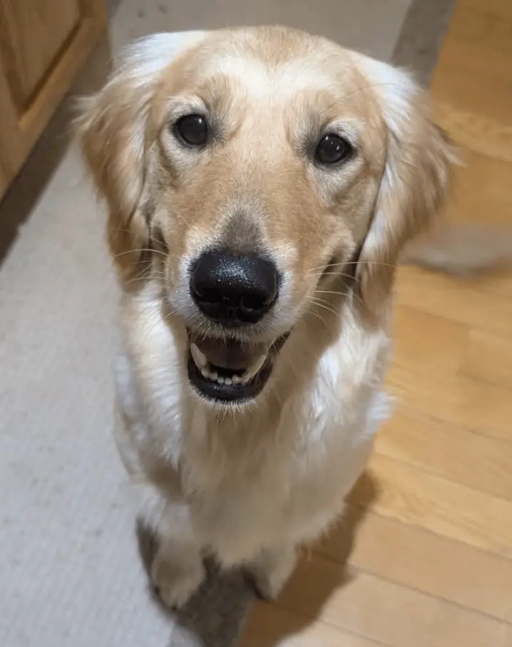 delyah_golden_retriever_for_adoption