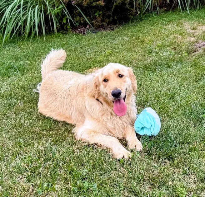 walker-golden-retriever-for-adoption