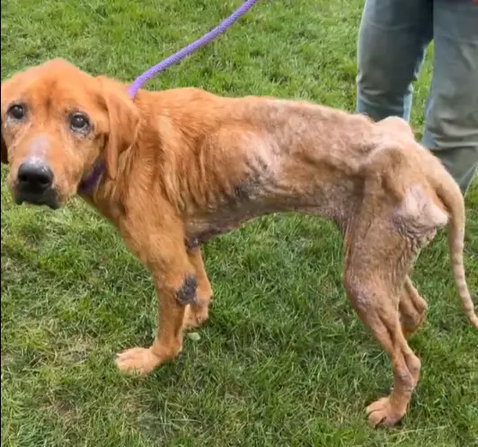 courage_senior_golden-retriever_for_adoption