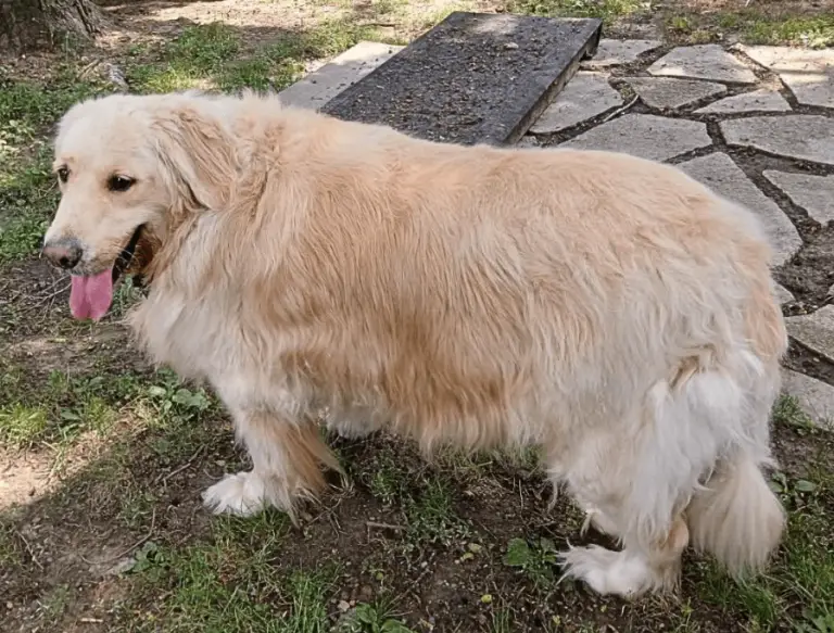 major_golden-retriever_for_adoption_in_toledo_ohio