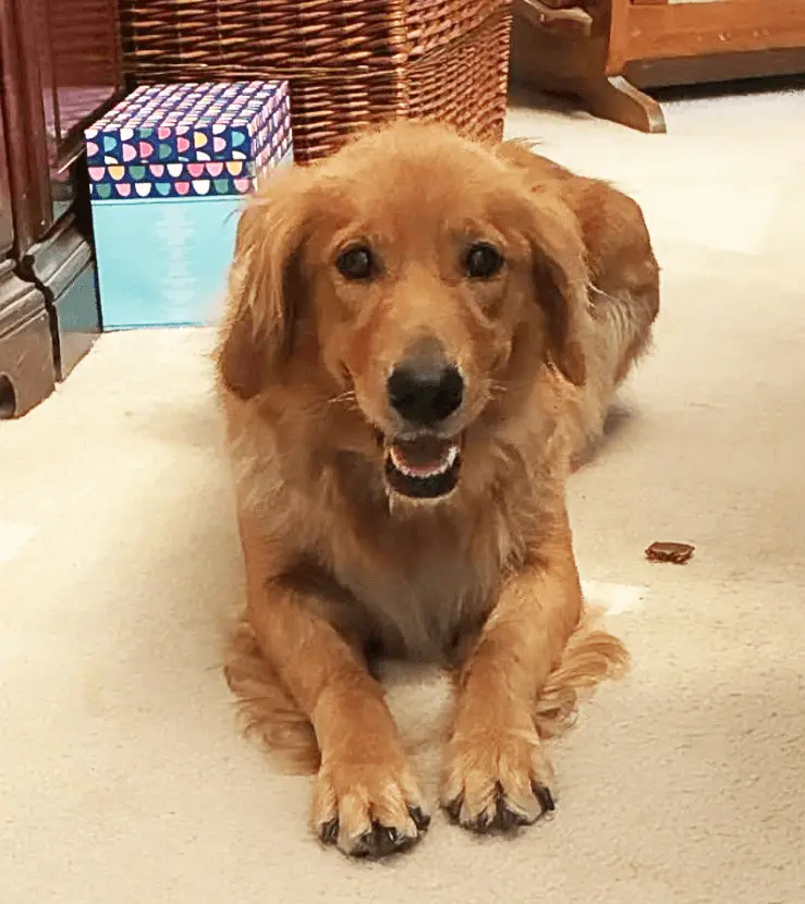 Torrie-golden-retriever-for-adoption