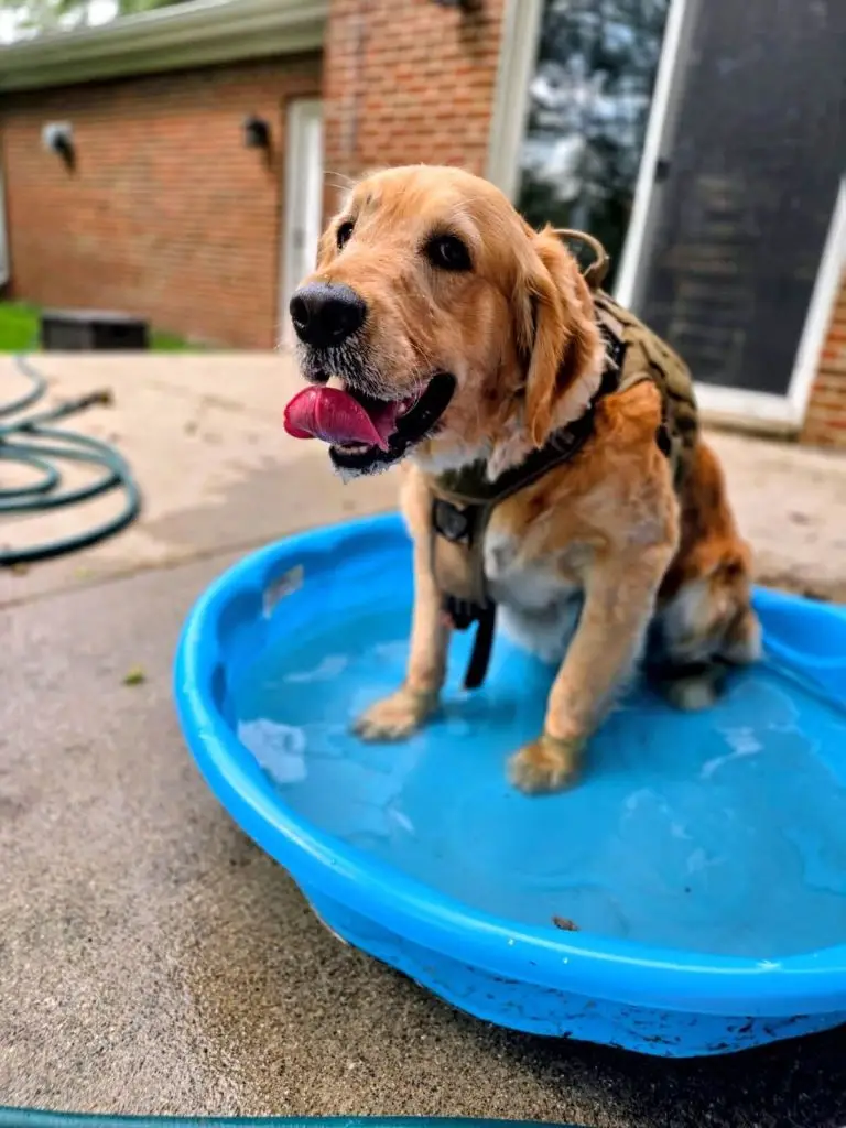 Gwen-golden-retriever-for-adoption