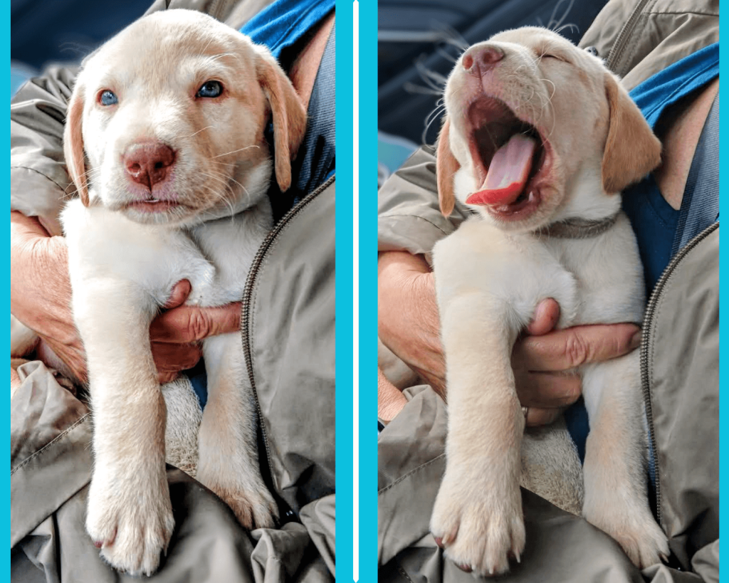 Mystic-golden-retriever-for-adoption