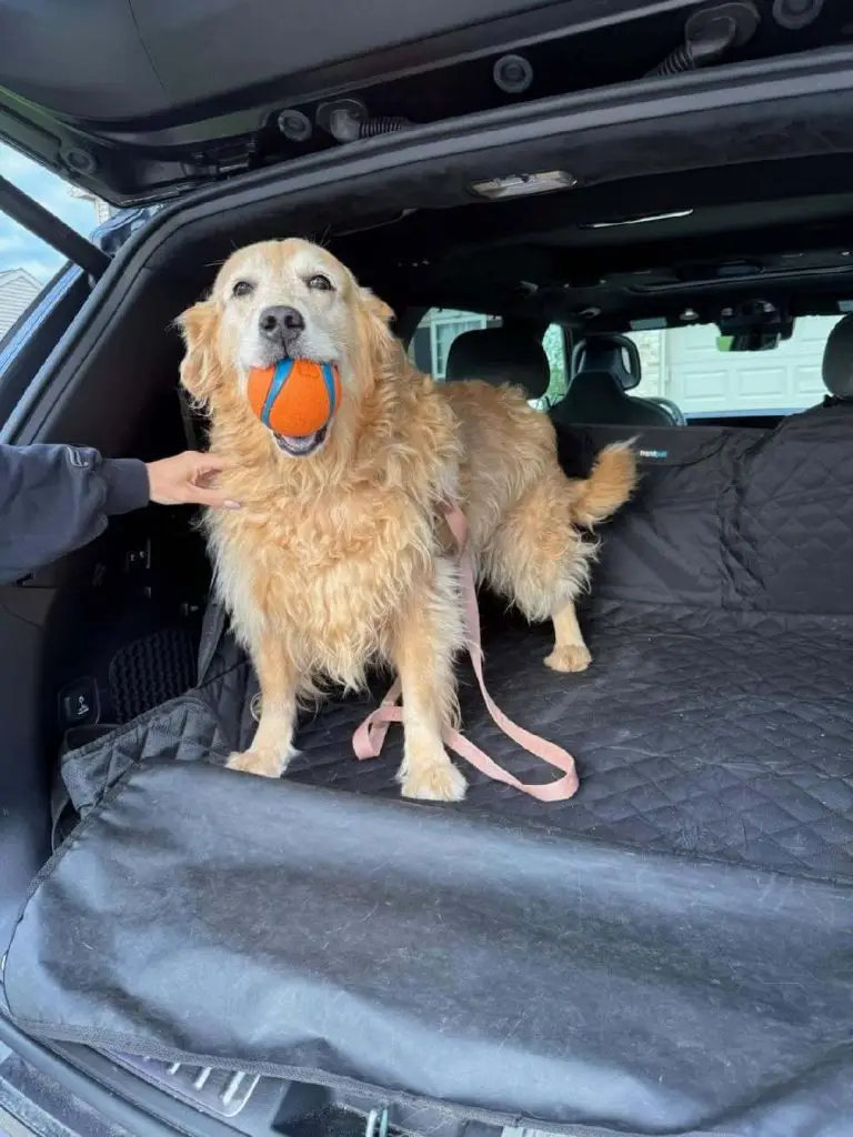Kira-golden-retriever-for adoption