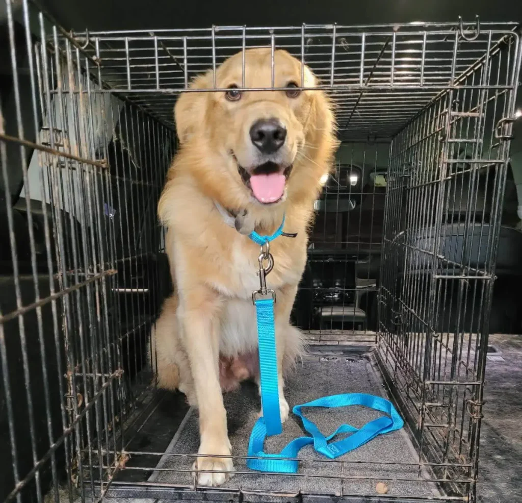 Kirby-golden-retriever-for-adoption