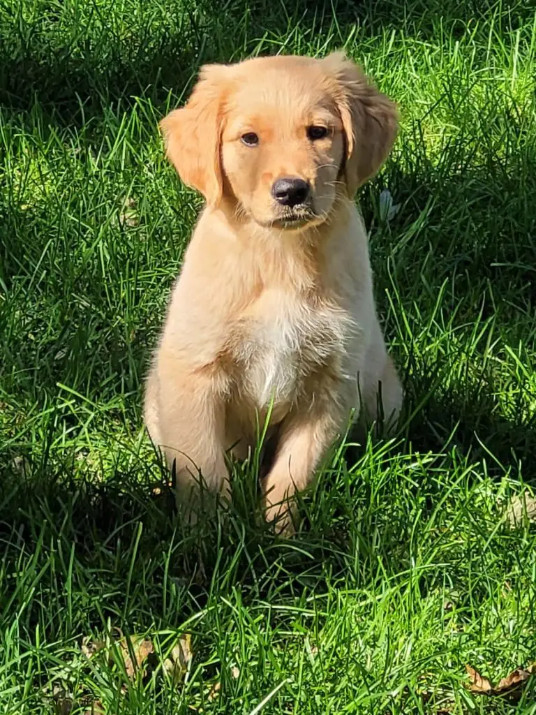 Pooh Bear-golden-retriever-for-adoption