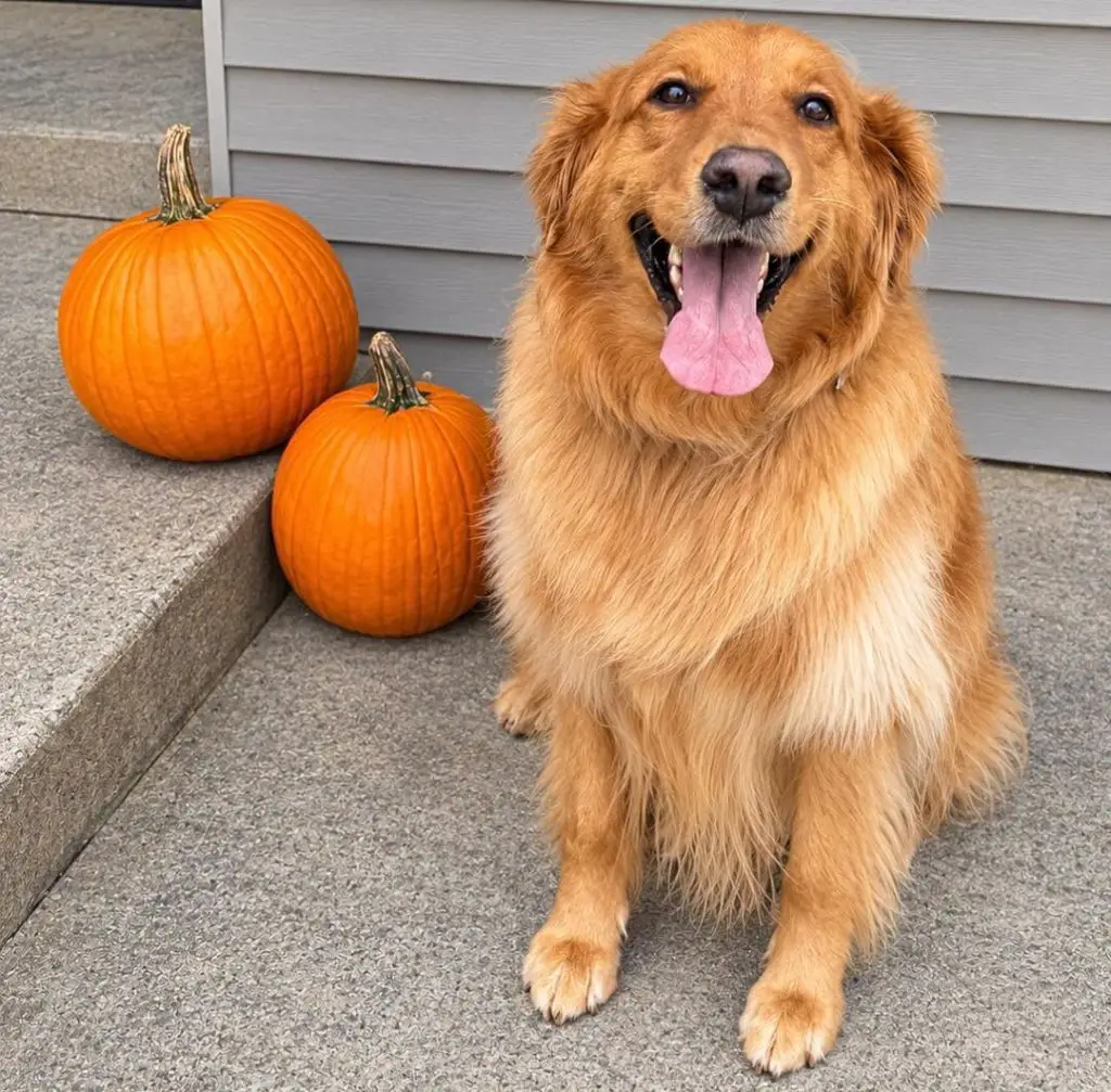 Ava-golden-retriever-for-adoption